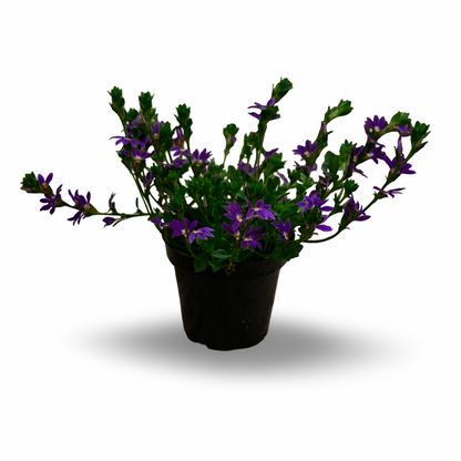 Scaevola (4.5")
