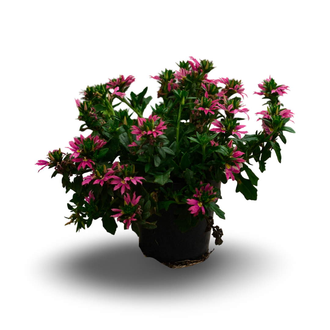 Scaevola (4.5")