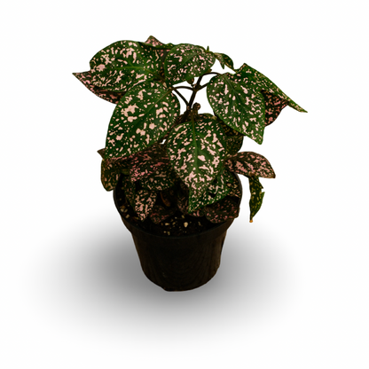 Hypoestes (4,5")