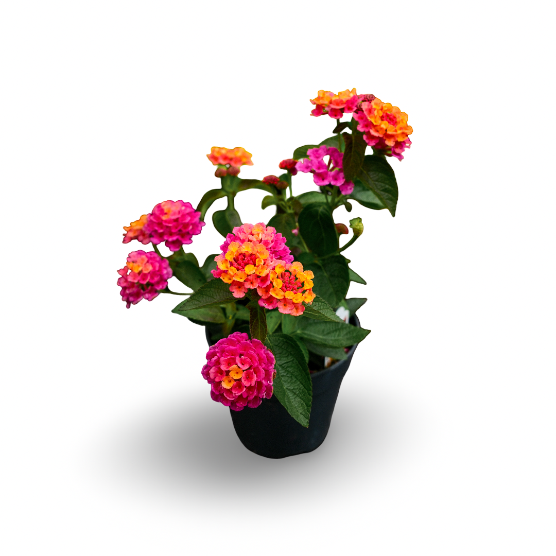 Lantana (4.5")