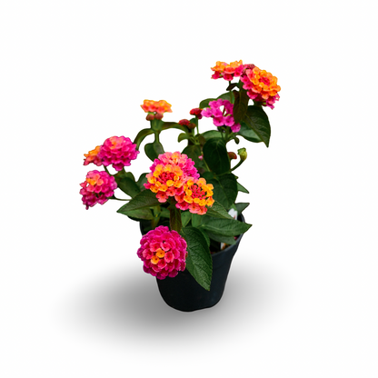 Lantana (4.5")