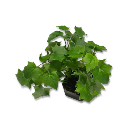 Lierre allemand (4,5")