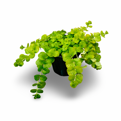 Lysimachia (4.5") 