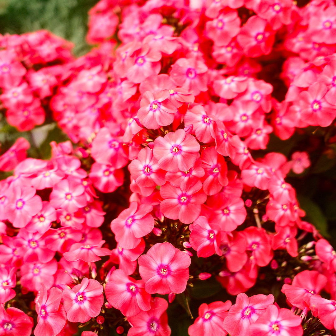 Phlox 'Glamour Girl' (6")