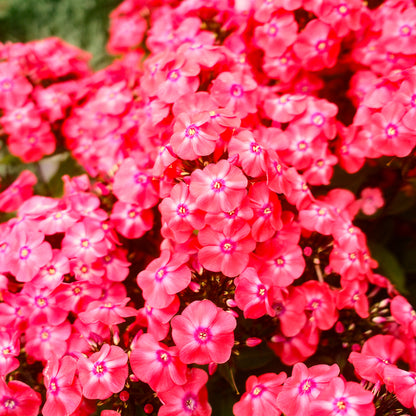 Phlox 'Glamour Girl' (6")