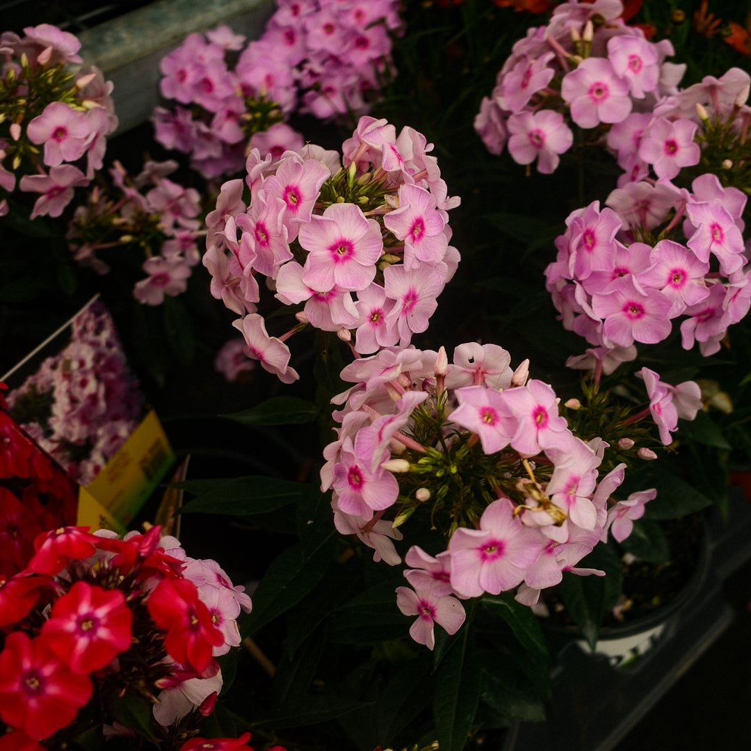 Phlox 'Fancy Girl' (6")
