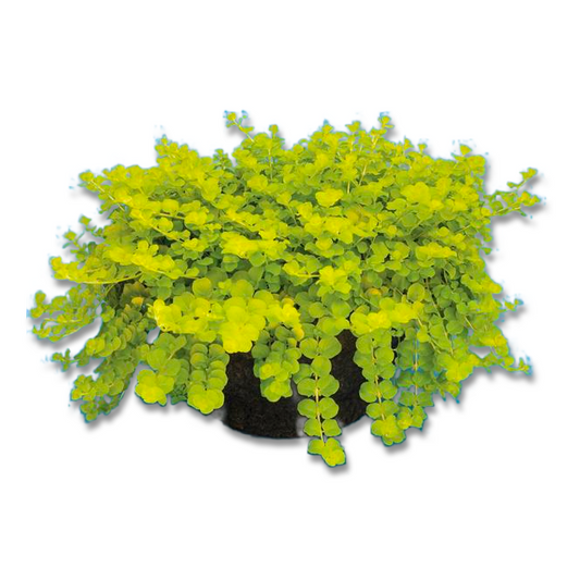 Lysimachia (3.5")