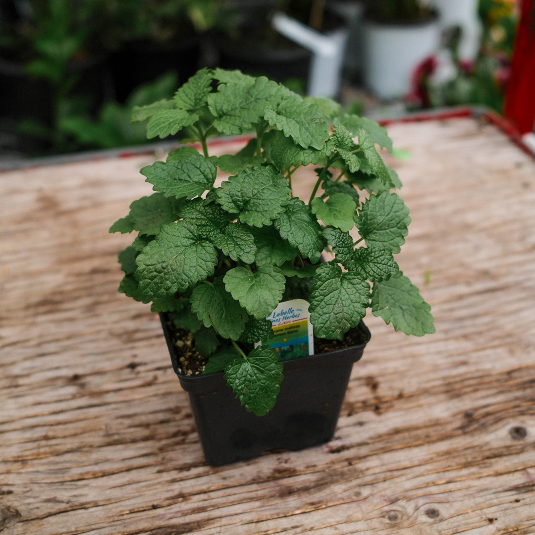 Lemon Balm Lemongrass Balm (4.5")