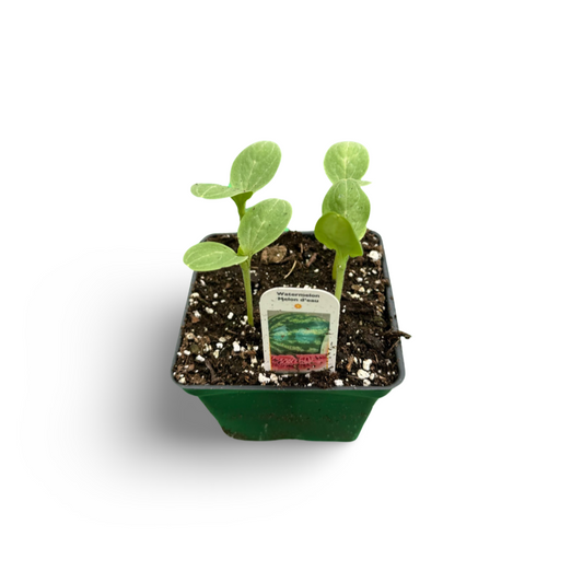 Watermelons (3.5")