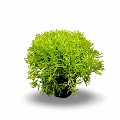 Sedum mexicanum (4.5")