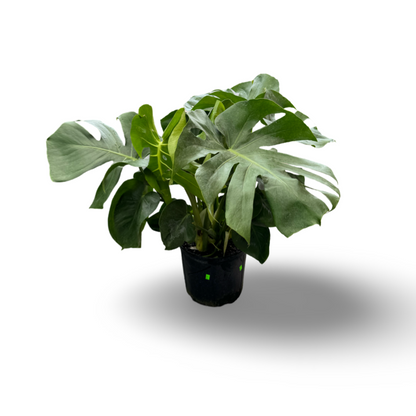 Monstera Deliciosa (8")
