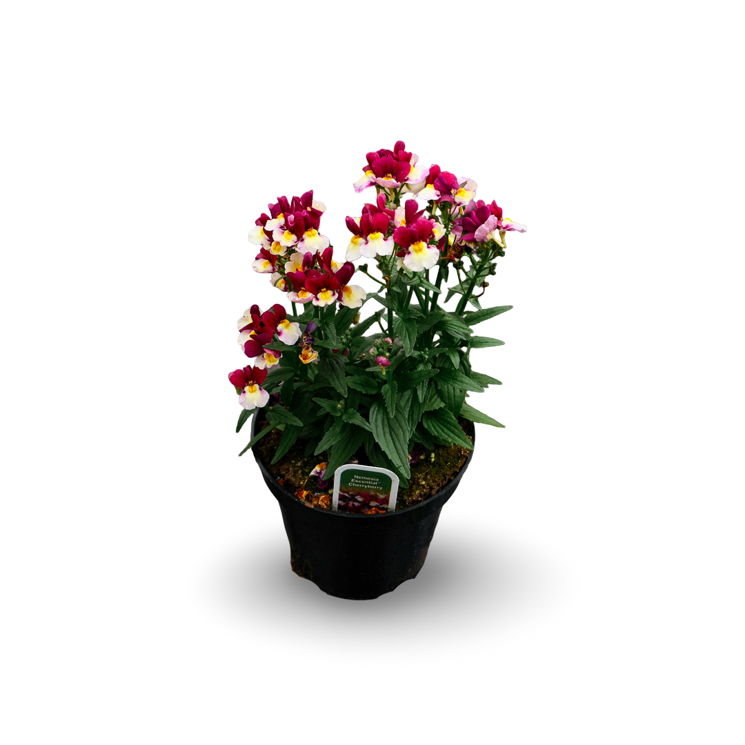 Nemesia (4,5")