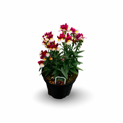 Nemesia (4,5")