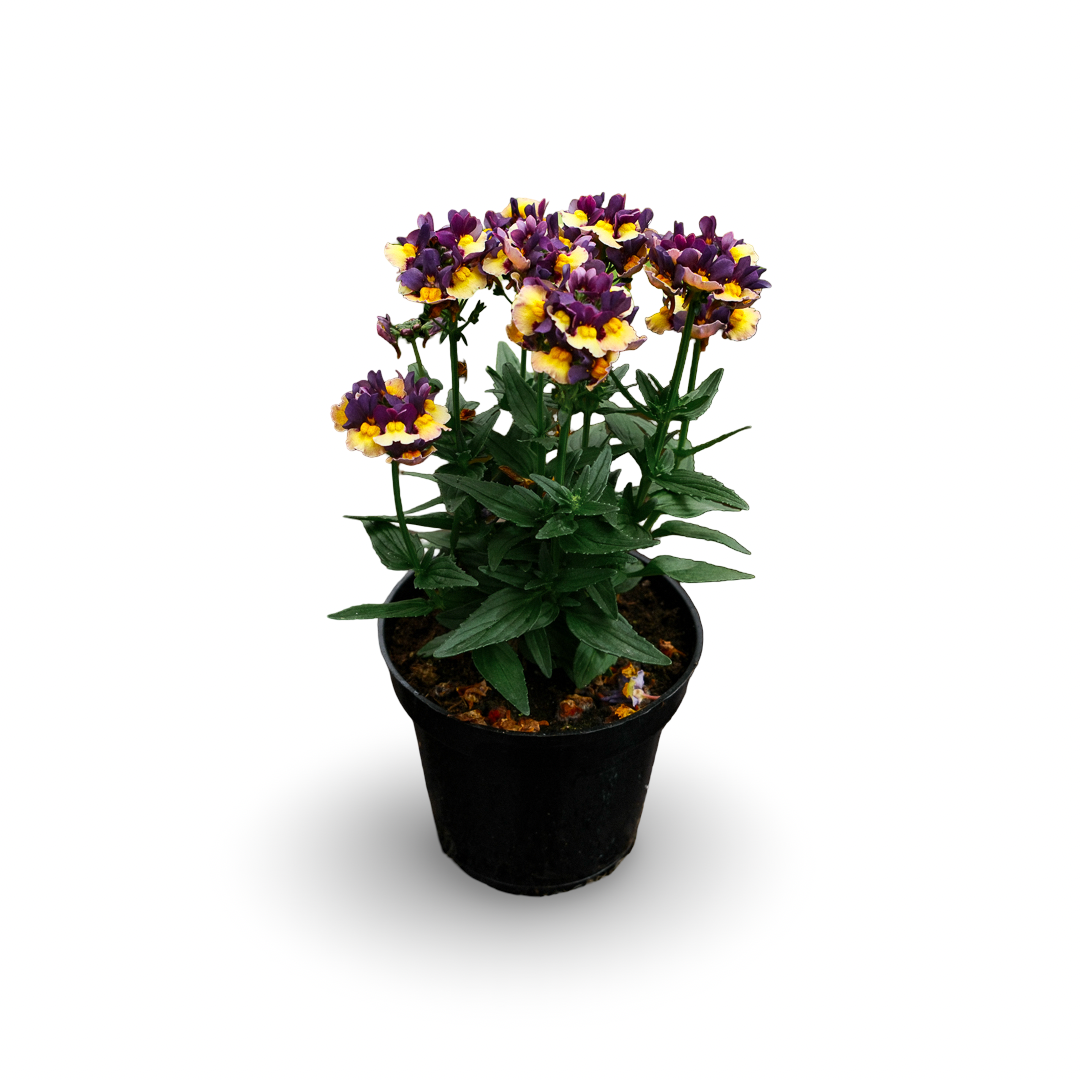 Nemesia (4,5")