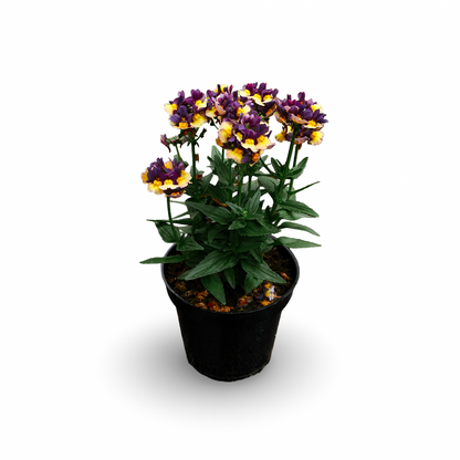 Nemesia (4,5")