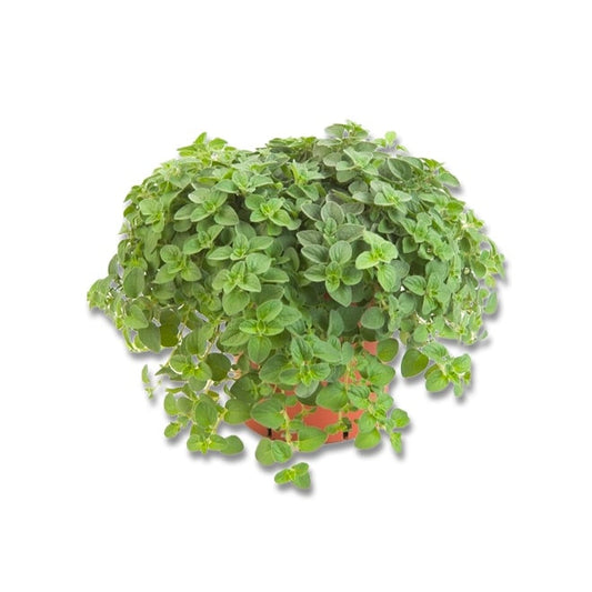 Greek Oregano (3.5")