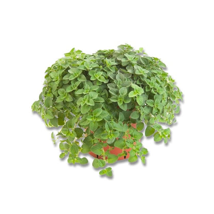 Greek Oregano (3.5")