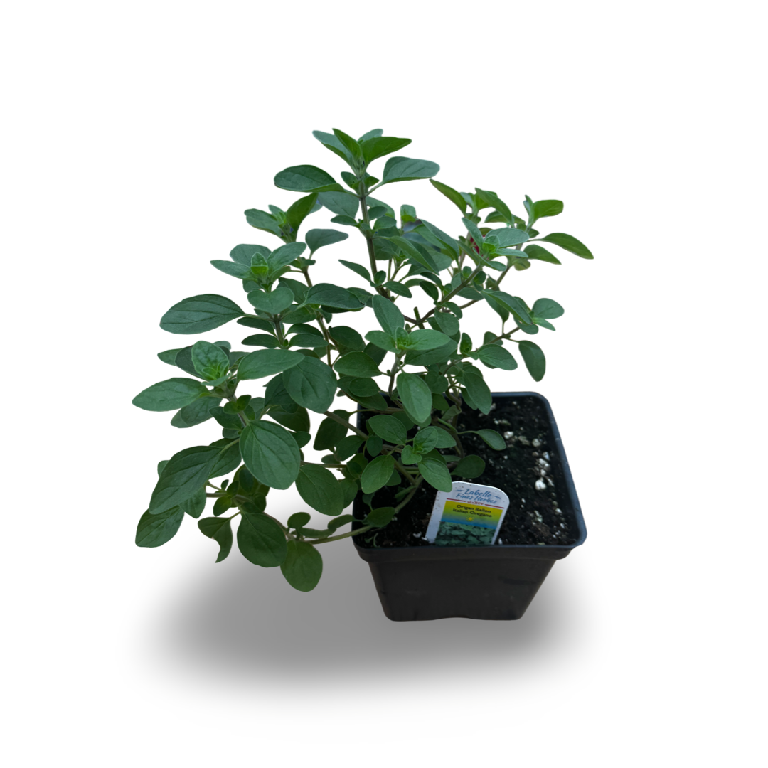 Oregano italien (4,5")
