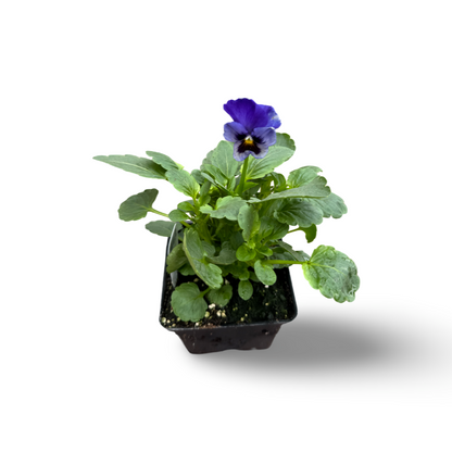 Edible Thought (3.5") 