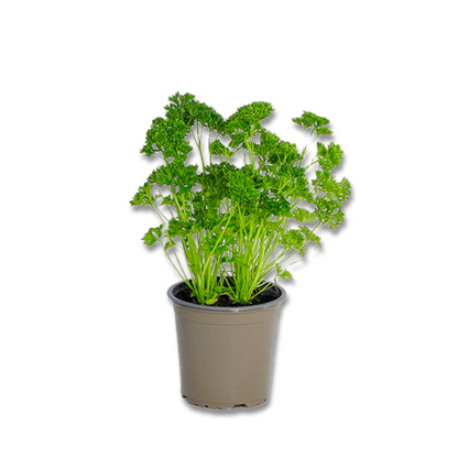 Curly parsley (3.5")