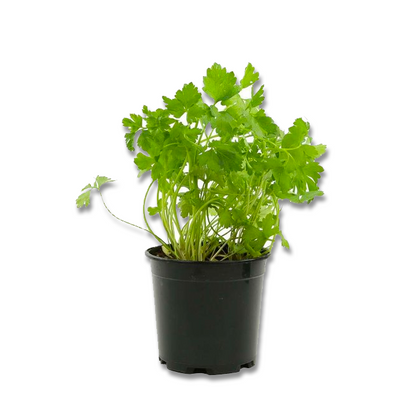 Italian parsley (3.5")