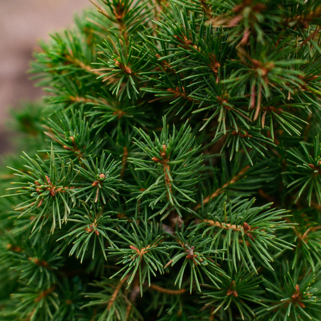 Dwarf Alberta Spruce (6")