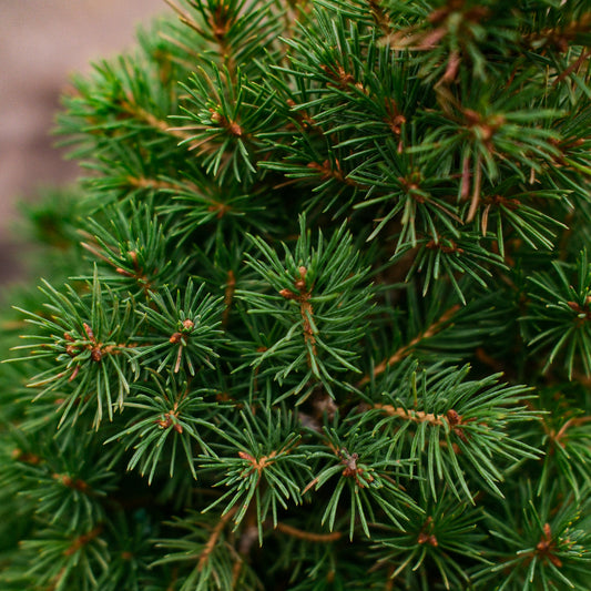Dwarf Alberta Spruce (6")