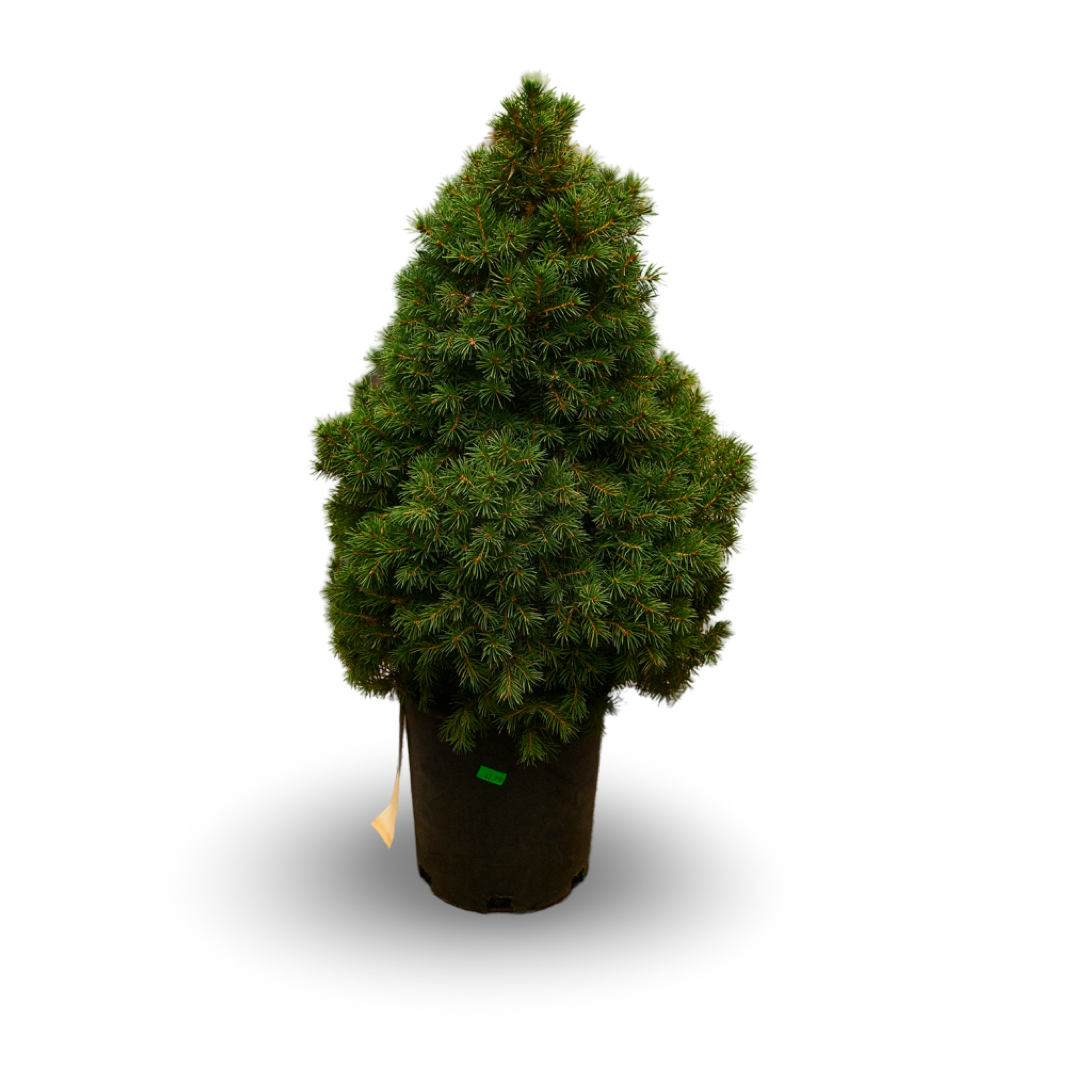 Dwarf Alberta Spruce (6")