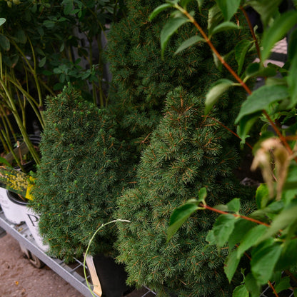 Dwarf Alberta Spruce (6")