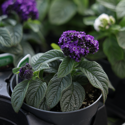 Heliotrope (4,5")