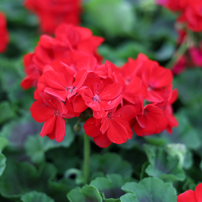 Géranium (4,5")