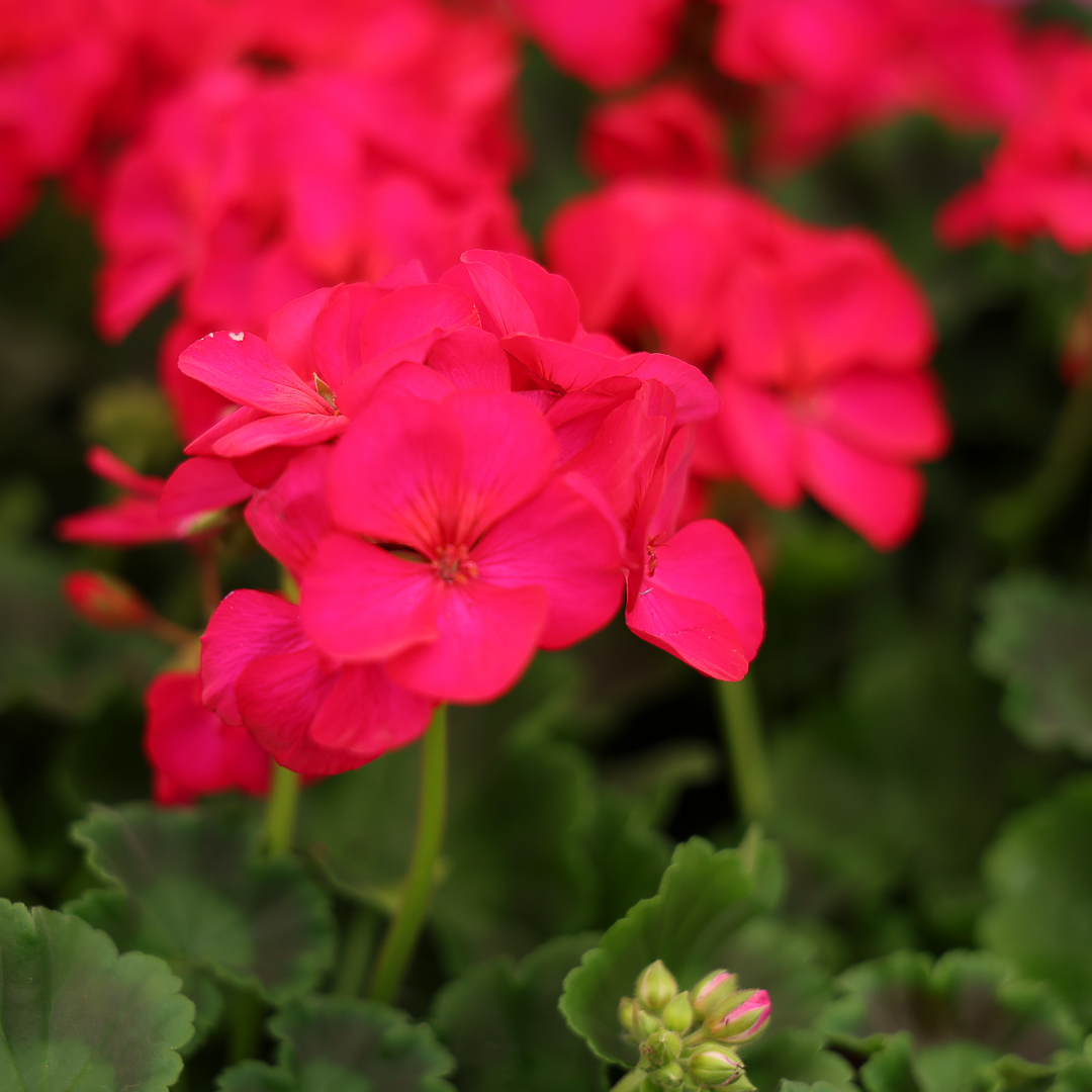 Géranium (4,5")