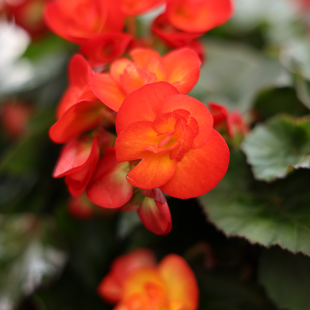 Begonia Reiger (4.5")