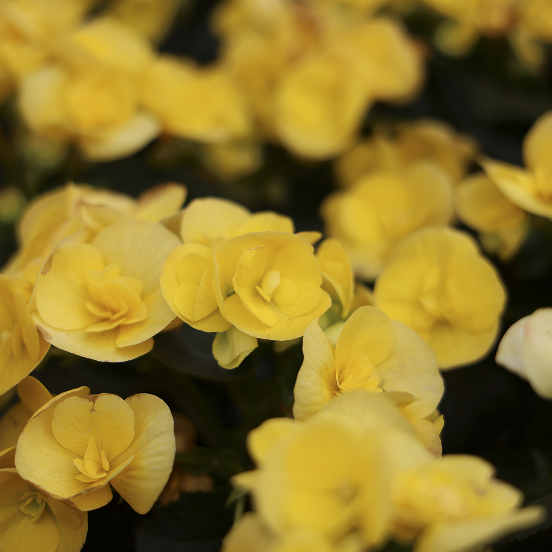Begonia Reiger (4.5")
