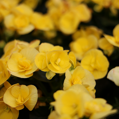 Begonia Reiger (4.5")