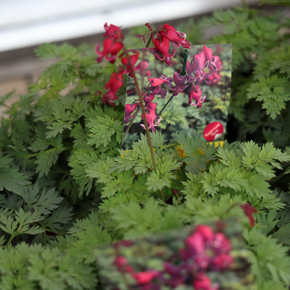 Bleeding Hearts (6")