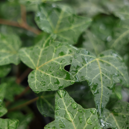 Hedera Helix (3.5")