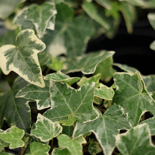 Hedera Helix (4.5")