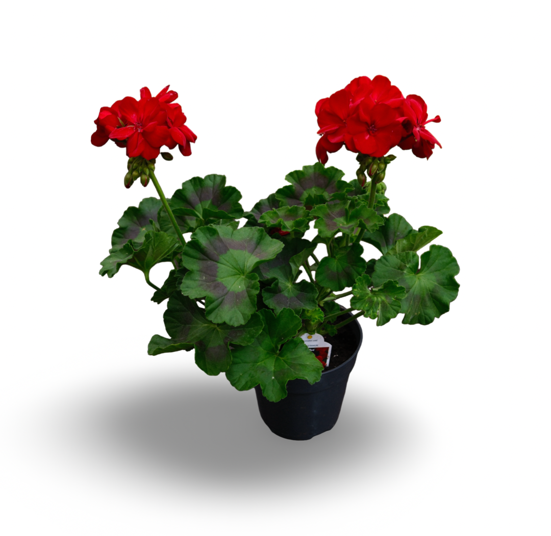 Geranium (4,5")