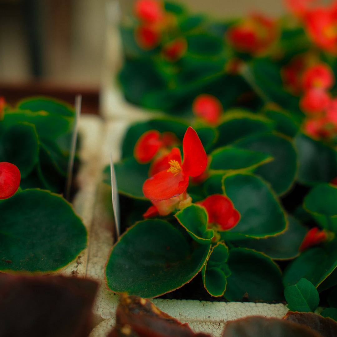 Wax Begonias (Semperflorens) – Tray of 9