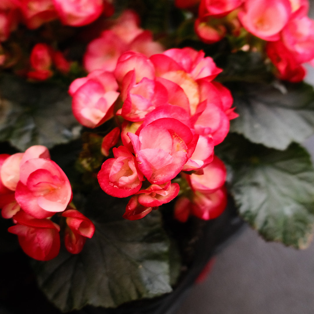 Begonia Reiger (4.5")