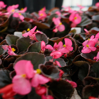 Wax Begonias (Semperflorens) – Tray of 9