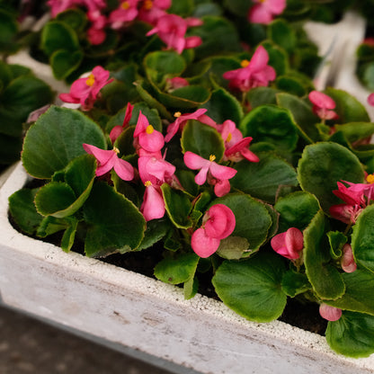 Wax Begonias (Semperflorens) – Tray of 9