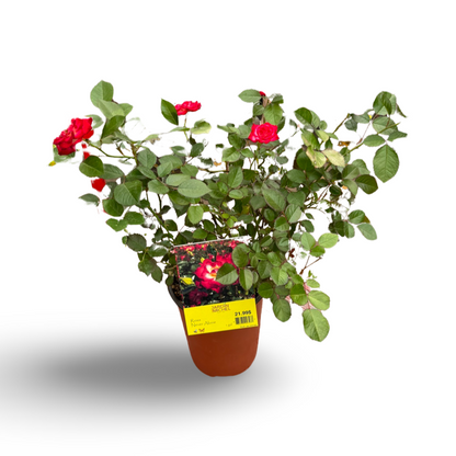 Hardy rose bush (6")