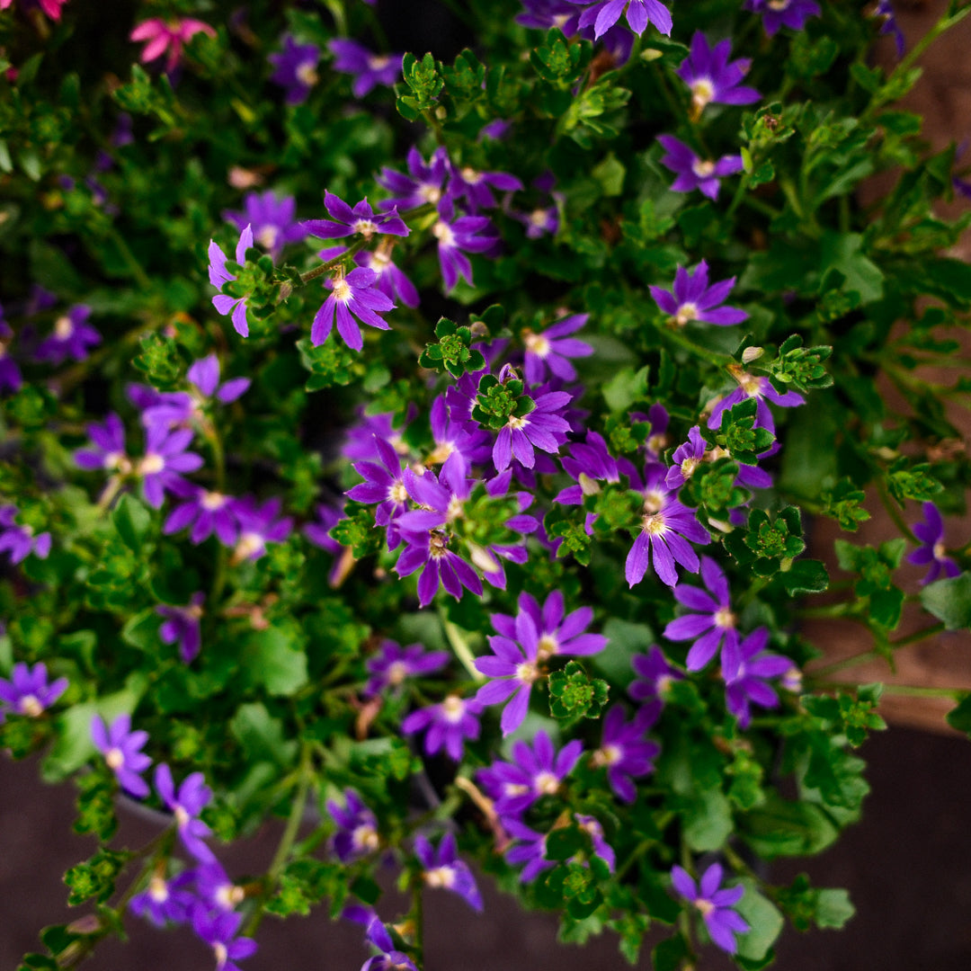 Scaevola (4.5")