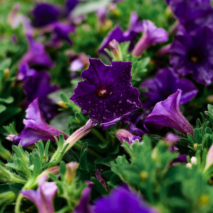 Pétunia cascade / Saint-Joseph (4,5")