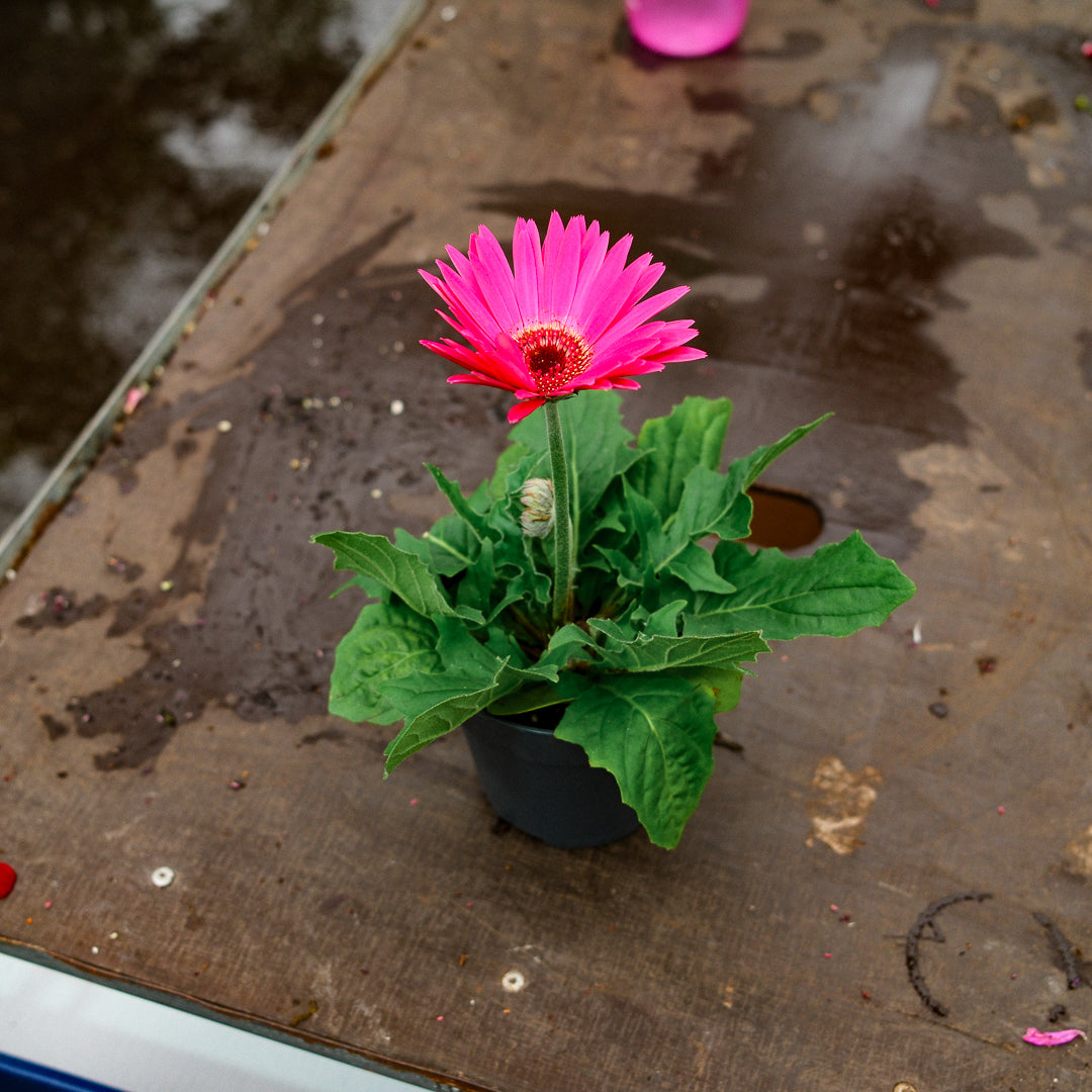 Gerbera (4.5")