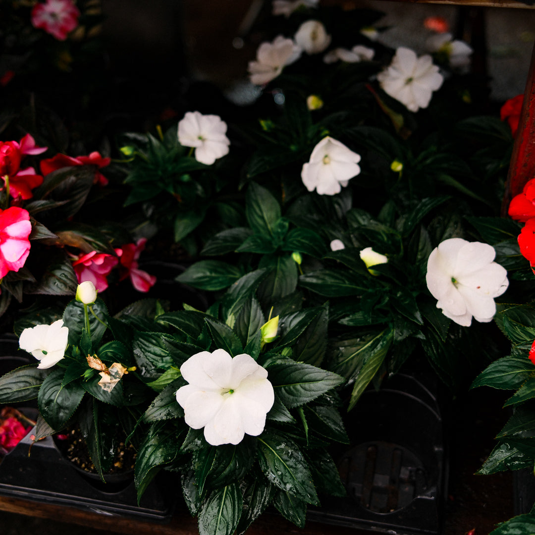 New Guinea Impatiens (4.5")