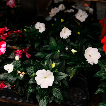 New Guinea Impatiens (4.5")