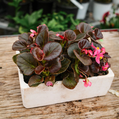 Wax Begonias (Semperflorens) – Tray of 9